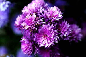 随买随用的免费短信轰炸机试用